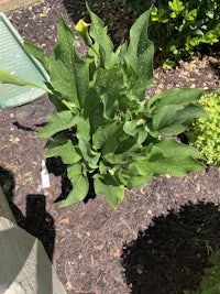 a plant with green leaves in the ground